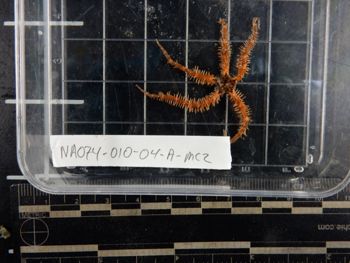 Media type: image;   Invertebrate Zoology 139625